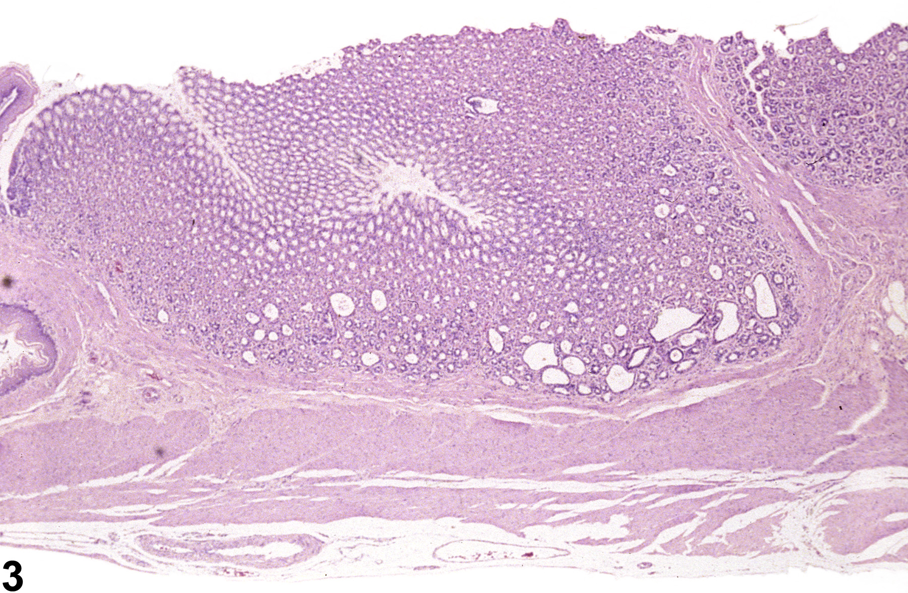 Image of dilation in the glandular stomach glands from a female F344/N rat in a chronic study
