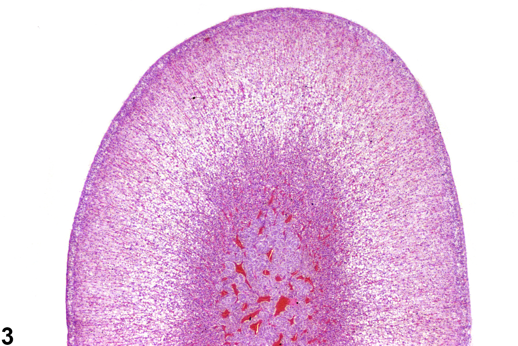 Image of vacuolization, cytoplasmic in the adrenal gland cortex from a male F344/N rat in a chronic study