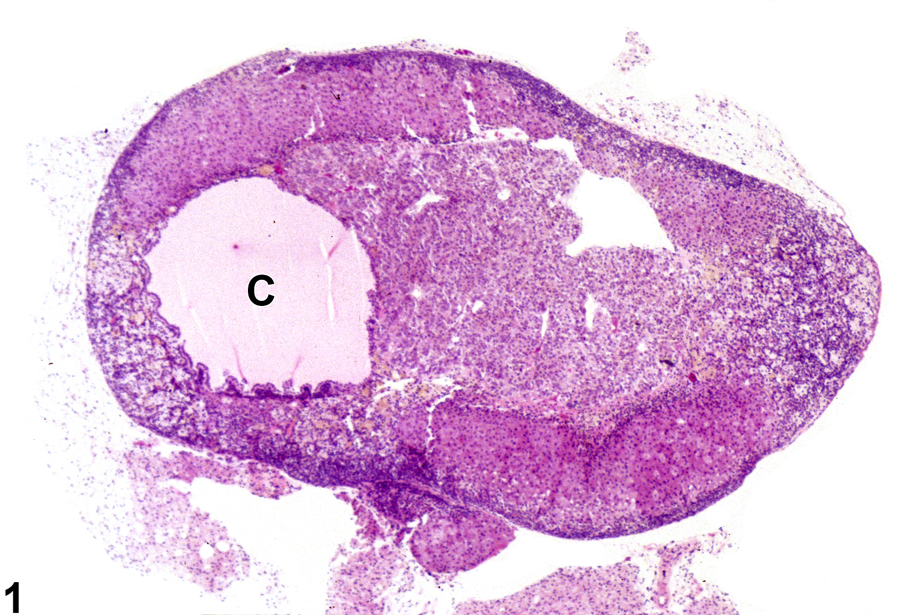 Image of cyst in the adrenal gland from a female B6C3F1/N mouse in a chronic study
