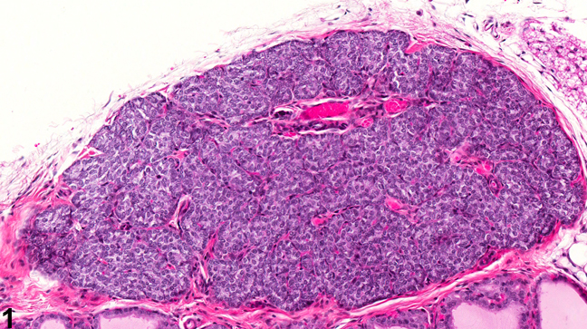 Image of normal in the parathyroid gland from a male F344/N rat in a chronic study