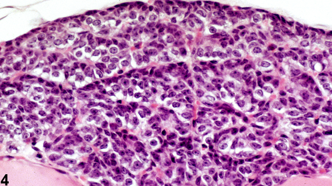 Image of normal parathyroid gland from a male B6C3F1 mouse in a chronic study