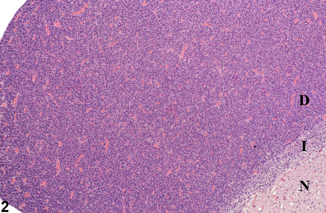 Image of normal pituitary gland from a female F344/N rat in a chronic study