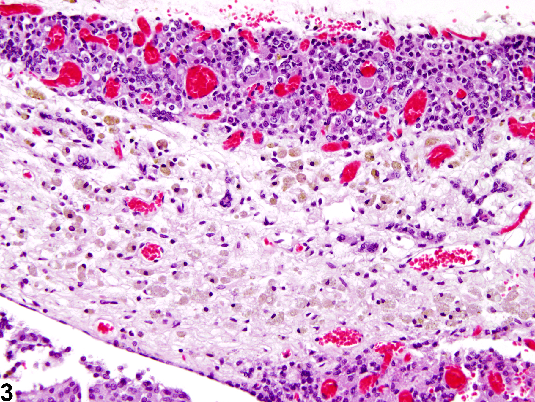 Image of pars distalis atrophy in the pituitary gland from a female F344/N rat in a chronic study