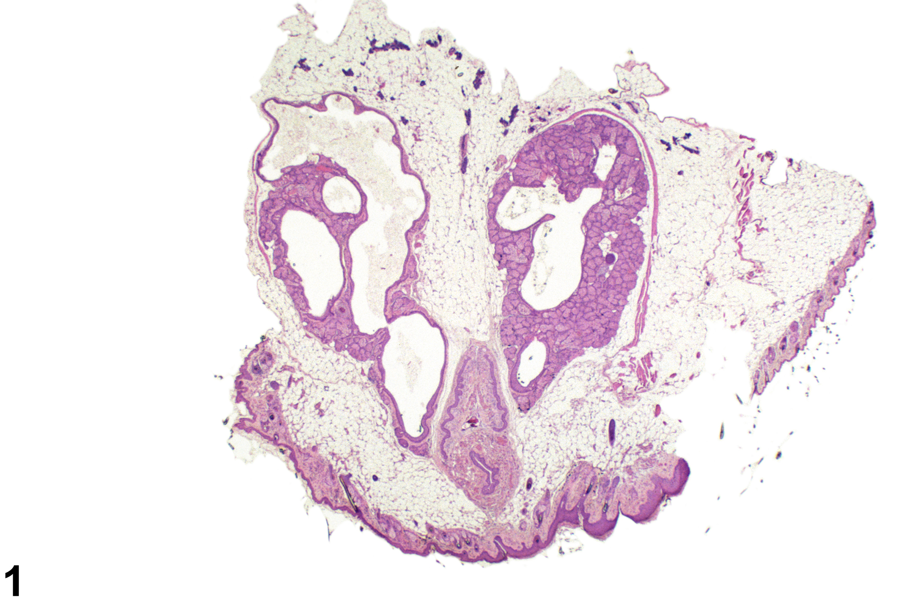 Image of atrophy in the clitoral gland from a female B6C3F1 mouse in a chronic study