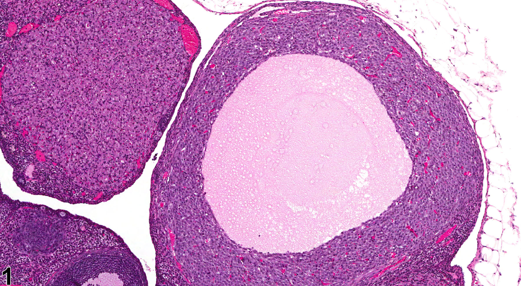 Image of corpus luteal cyst in the ovary from a female F344/N rat in a subchronic study