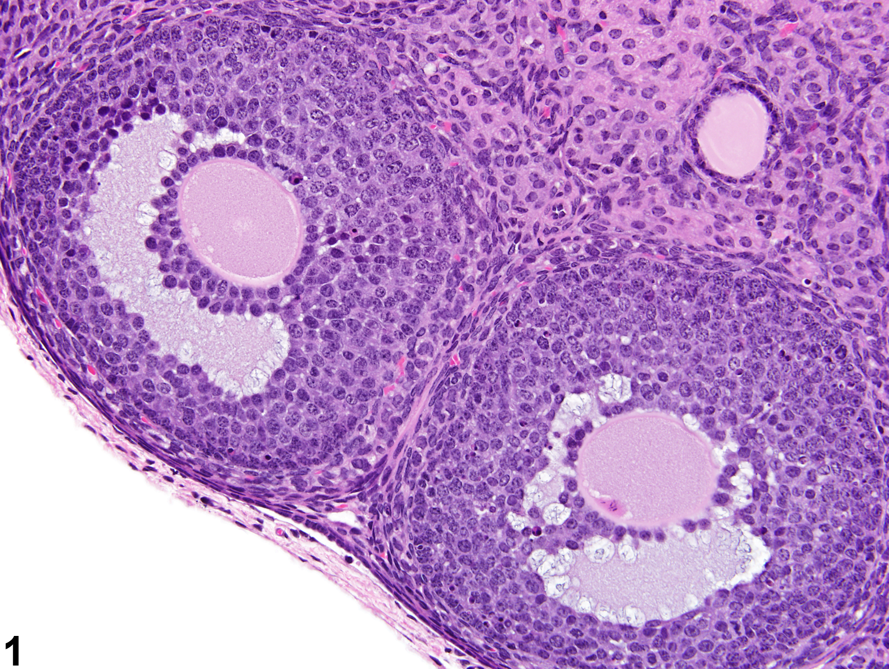 Image of normal follicles in the ovary from a female B6C3F1 mouse in a subchronic study