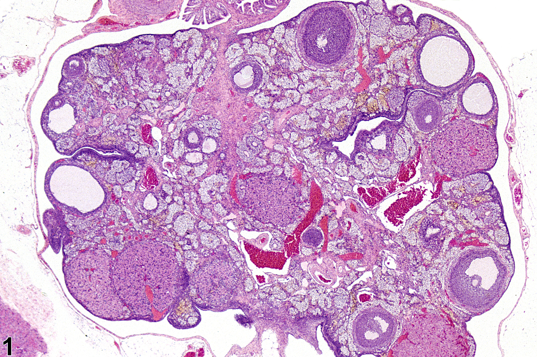 Image of interstitial cell hyperplasia in the ovary from a female F344/N rat in a subchronic study