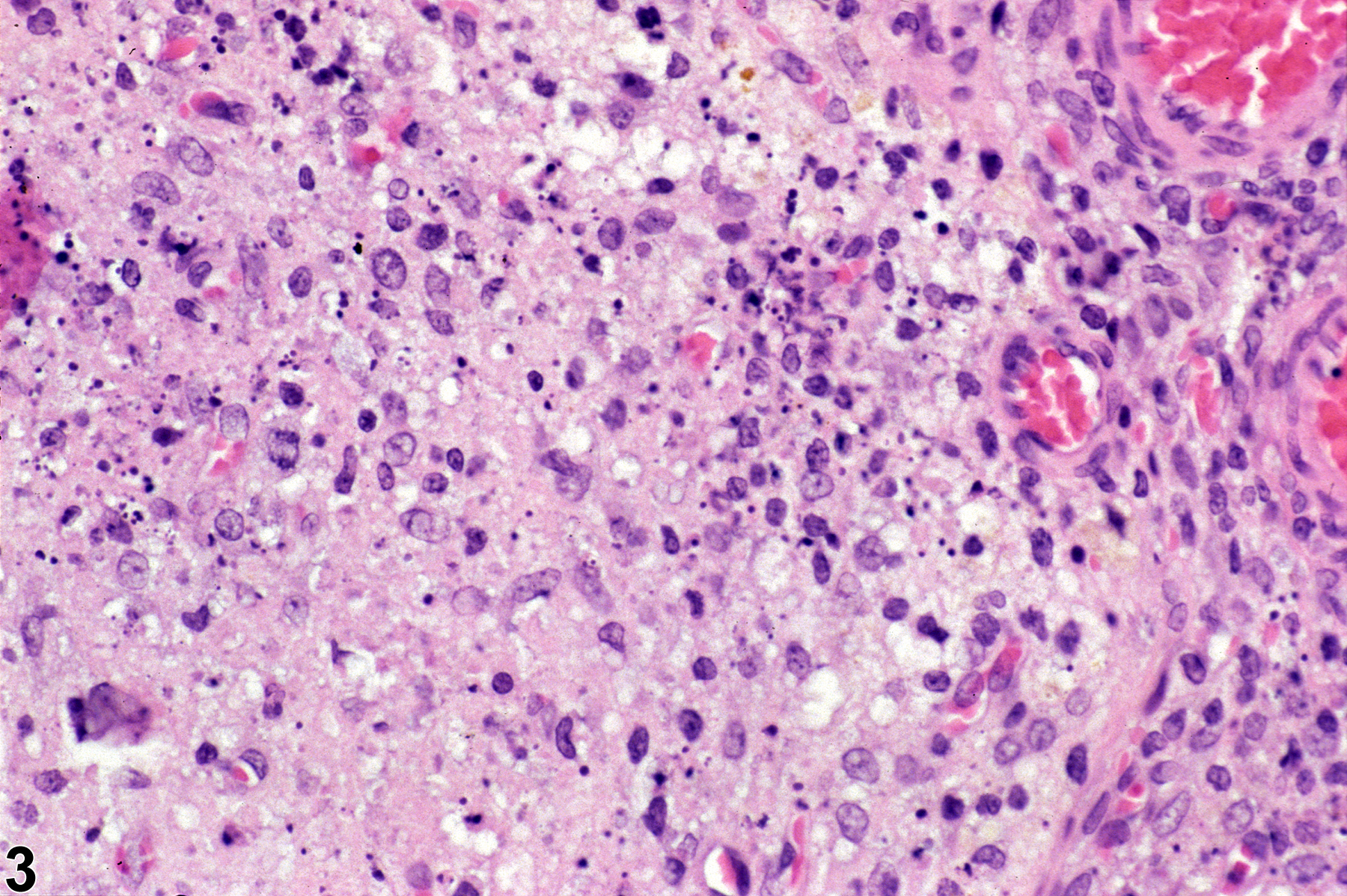 Image of necrosis in the ovary from a female F344/N rat in a chronic study