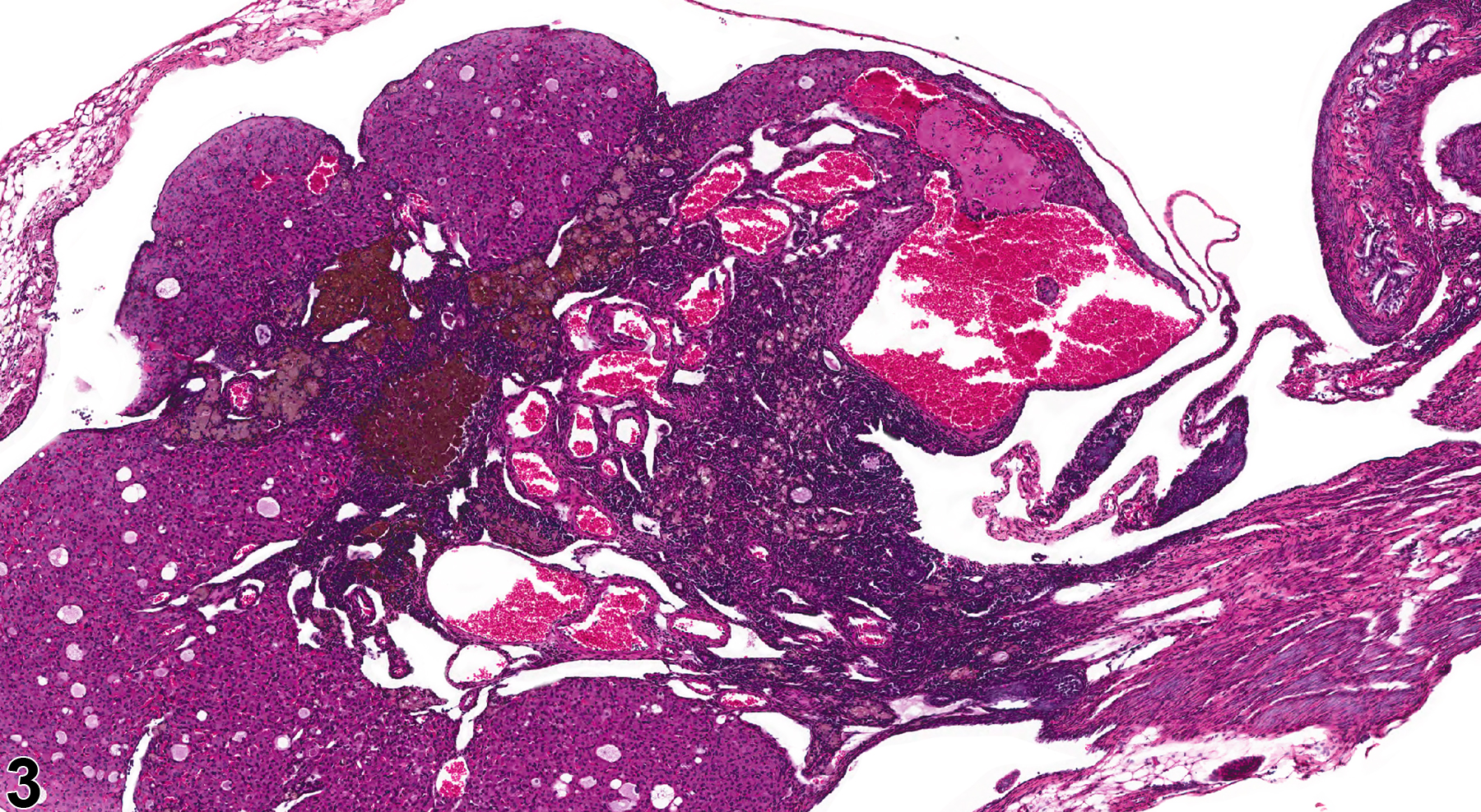 Image of pigment in the ovary from a female B6C3F1 mouse in a chronic study
