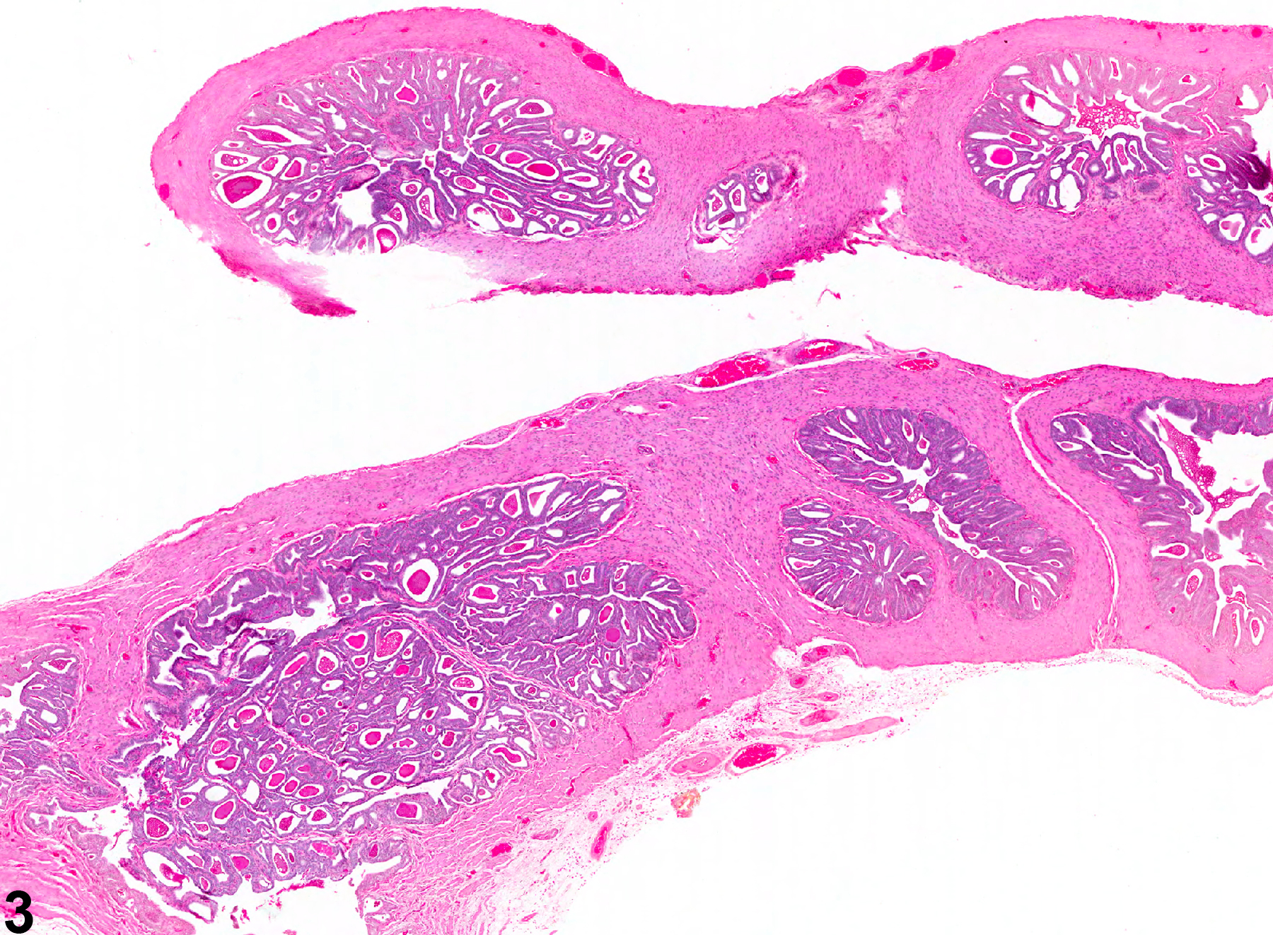 Image of atrophy in the seminal vesicle from a male F344/N rat in an subchronic study