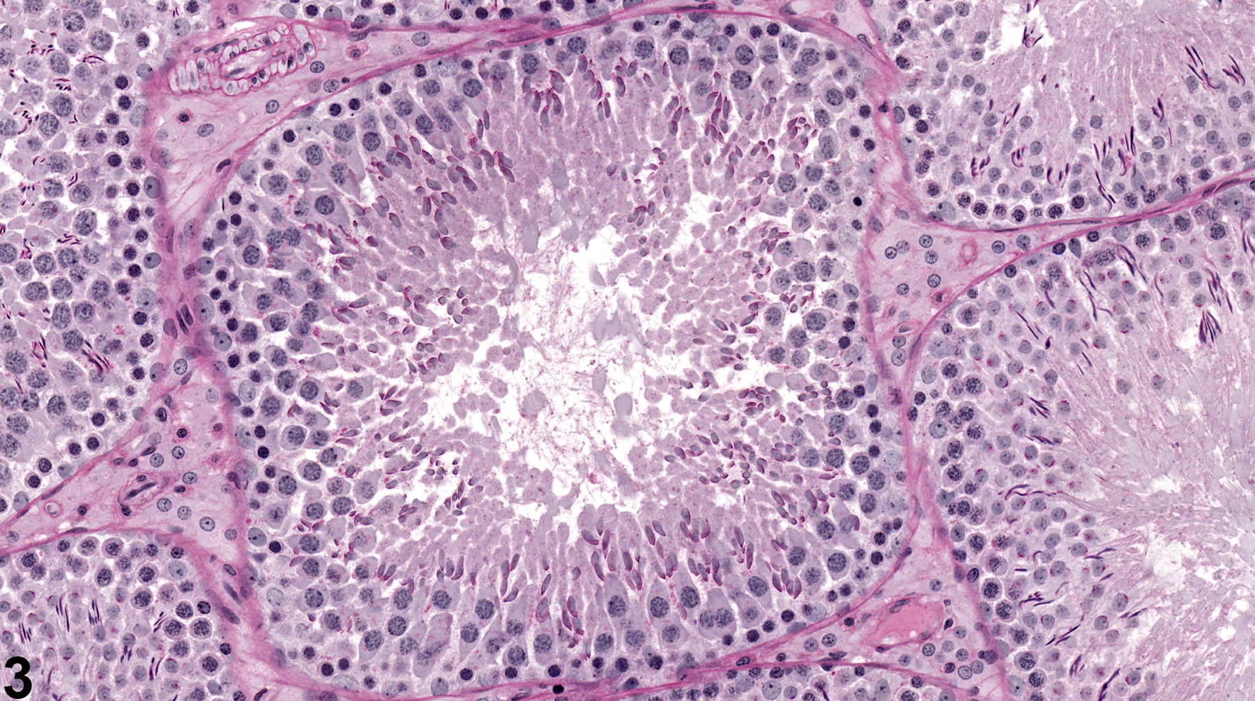 Image of seminiferous tubule normal in the testis from a male Sprague-Dawley rat