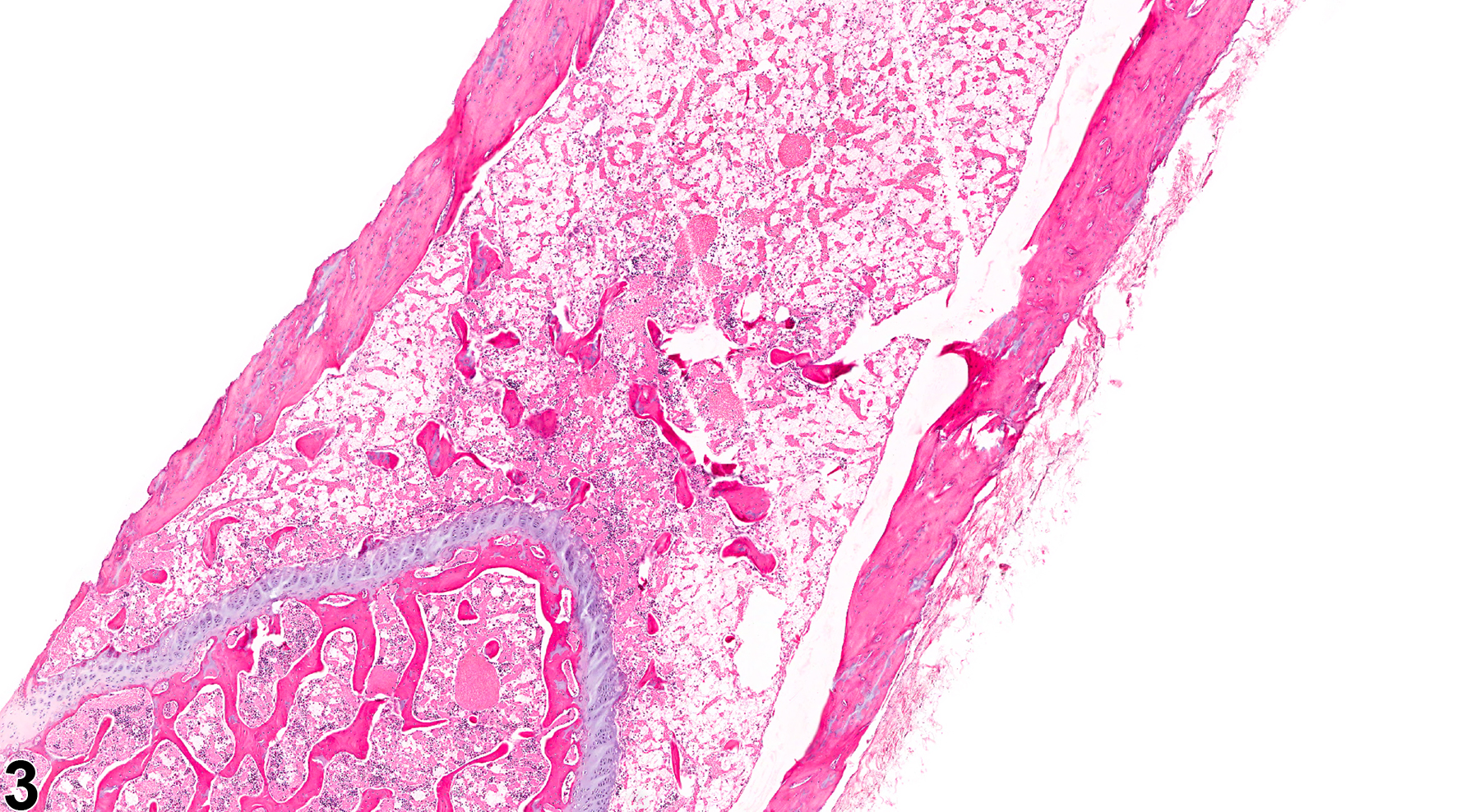 Image of decreased bone in the bone from a female F344/N rat in a chronic study