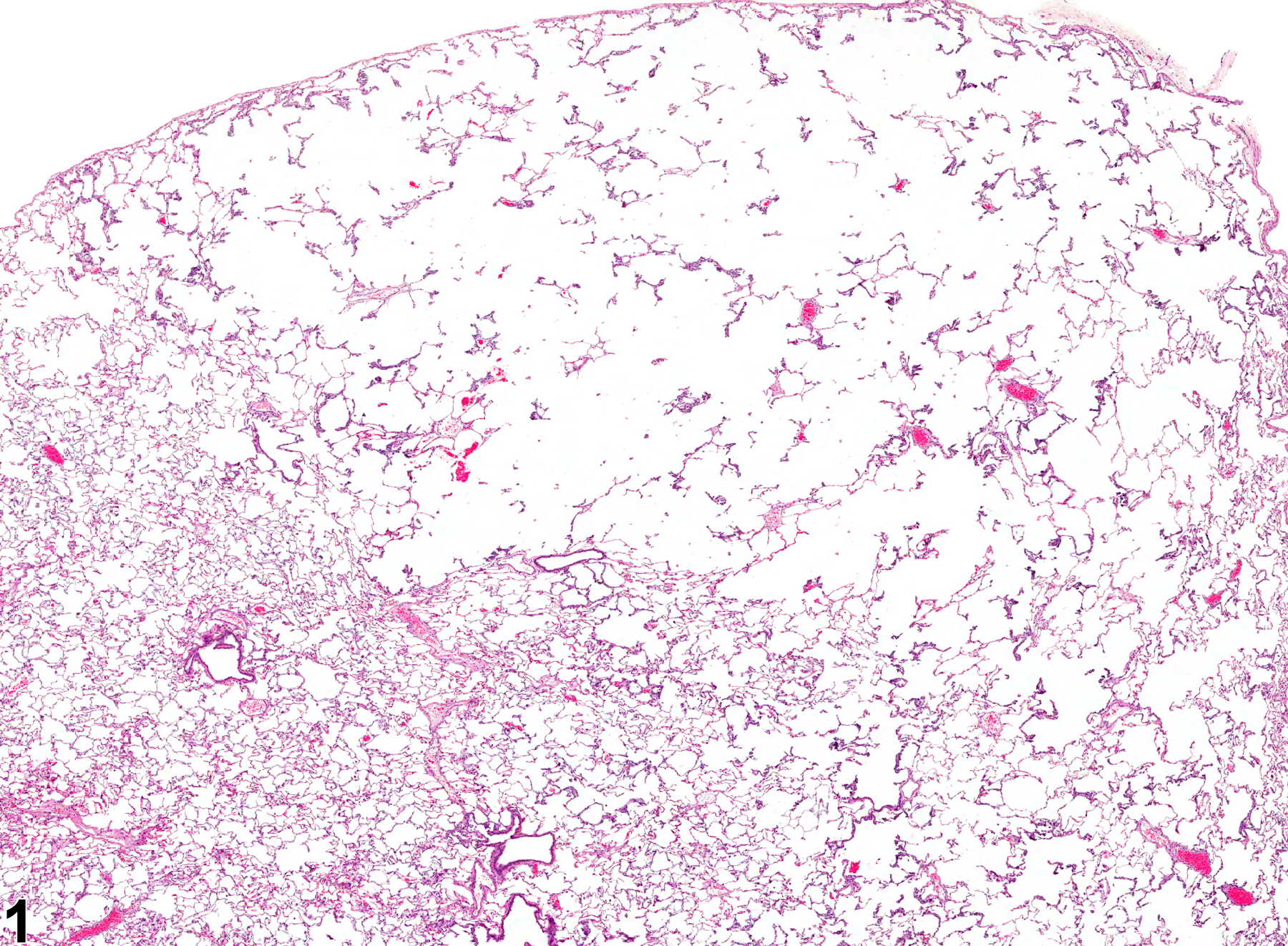 Image of emphysema in the lung from a male F344/N rat in a chronic study