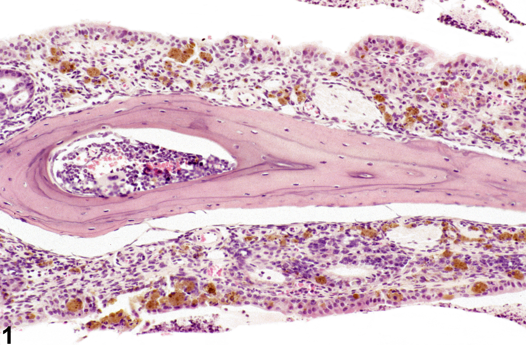 Image of pigment in the nose, respiratory epithelium from a female B6C3F1/N mouse in a subchronic study