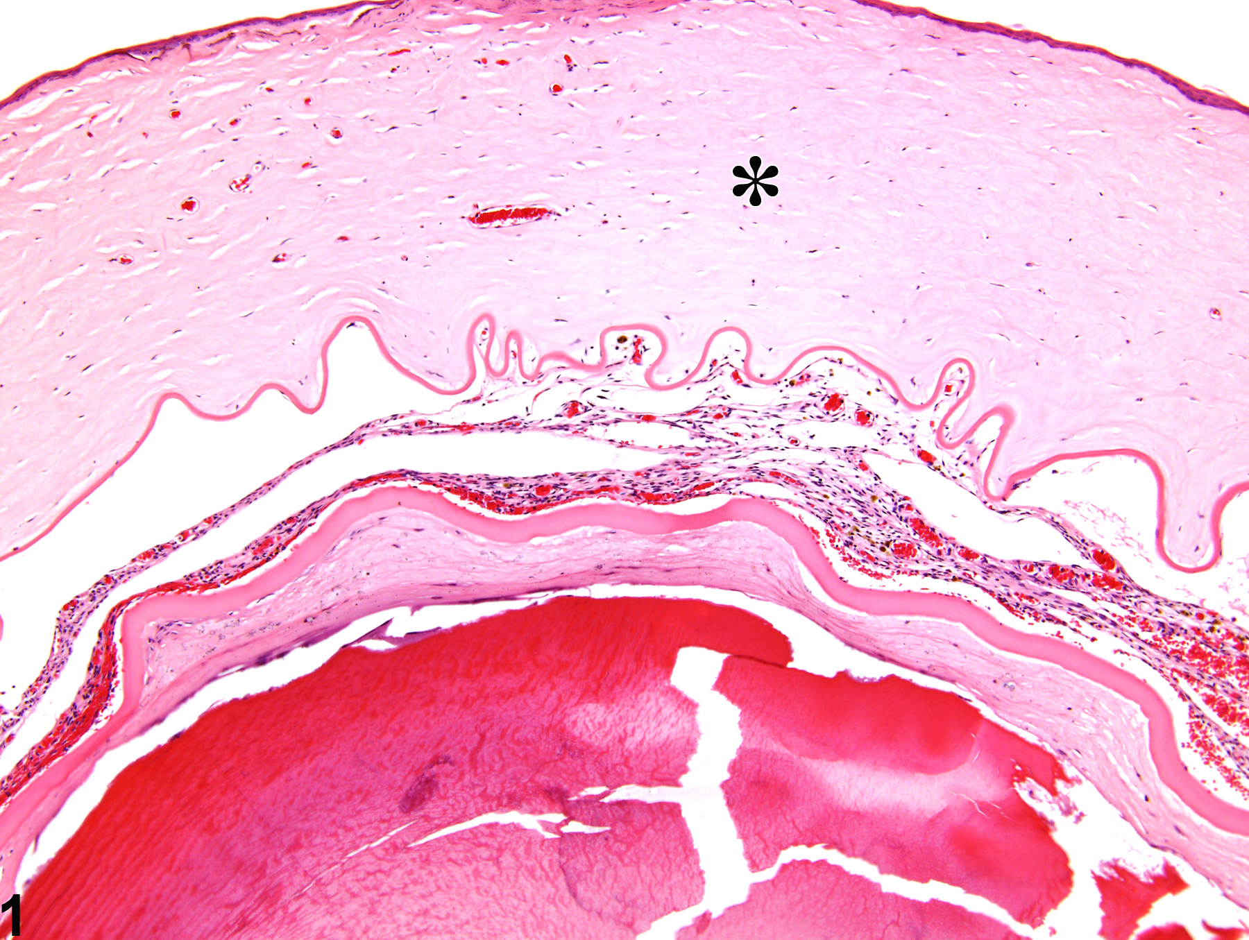 Image of cornea edema in the eye from a female F344/N rat in a chronic study
