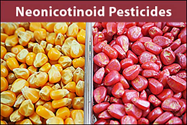 photo of agricultural corn treated with neonicotinoid seed coatings