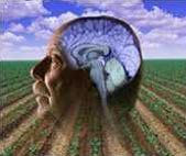 Image of exposed brain with a open field in the background