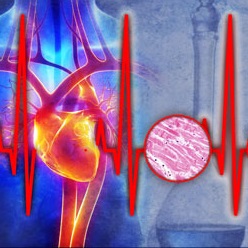 Collage showing human heart, cells, and EKG trace