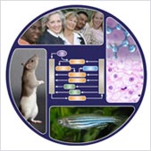 Composite image representing different facets of alternative modeling