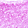 Micrograph of lymph node cells from an LLNA experiment