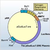 Diagram of estrogen responsive elements