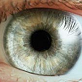 Closeup of a hazel human eye