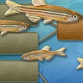 Illustration of brown fish