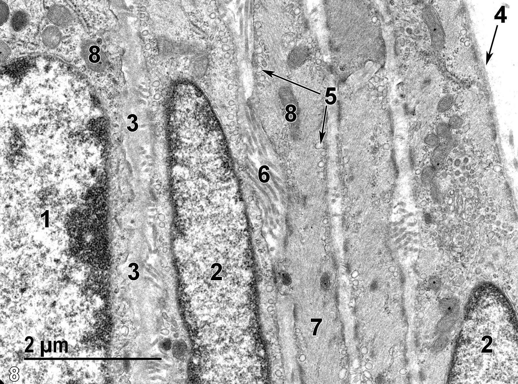 <strong>Figure 8.</strong> A high magnification view of the basal aspect of a duct. The basal epithelial cell has a few mitochondria (8) and a flattened nucleus (1) that is distinct from the flattened and elongated nuclei (2) characteristic of smooth muscle cells. A thin basal lamina (3) separates the epithelial cells from the smooth muscle cells. Each smooth muscle cell has its own basal lamina (4, arrow), numerous pinocytotic vesicles along the plasma membrane (5, arrows), cytoplasm filled with myosin and actin filaments (7), and mitochondria (8). Collagen (6) is found in clusters between the smooth muscle cells. 18500x.