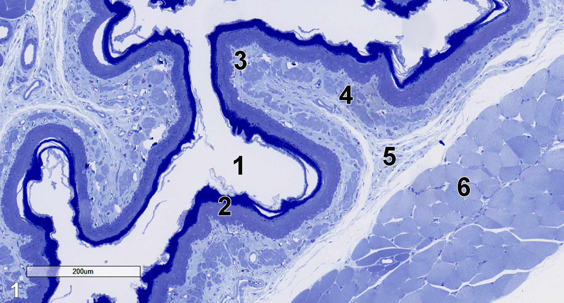 <strong>Figure 1.</strong> A semithin section (0.5 micrometer thick) of a toluidine blue O-stained esophagus. The esophageal lumen (1) is lined with a stratified squamous epithelium (2), followed by a lamina propria (3) underlaid by the muscularis mucosae (4). Below that layer is the submucosa (5), followed by the inner layer of tunica muscularis (6). 11x.