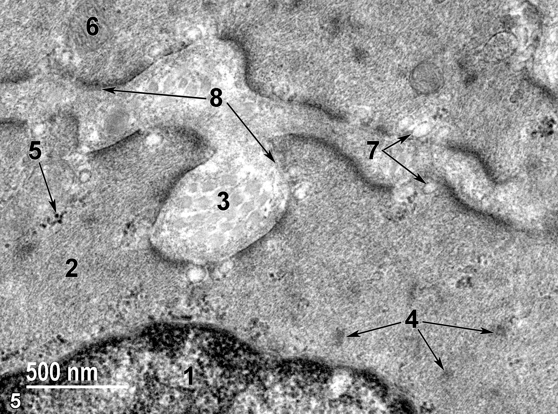 <strong>Figure 5.</strong> A higher magnification view of the features of a smooth muscle cell in the muscularis mucosae. A portion of the nucleus (1) is visible at the bottom of the image. The cytoplasm is filled with actin and myosin microfilaments (2), as well as fusiform densities (4, arrows). Collagen fibrils (3) can be seen between two adjacent cells. Small clusters of ribosomes (5) are present in the cytoplasm (arrow). Sparse mitochondria (6) are shown. Micropinocytotic vesicles (7) are located adjacent to the plasma membrane (double arrows), and a thin basal lamina (8) surrounds the smooth muscle cells (double arrows). 49000x.