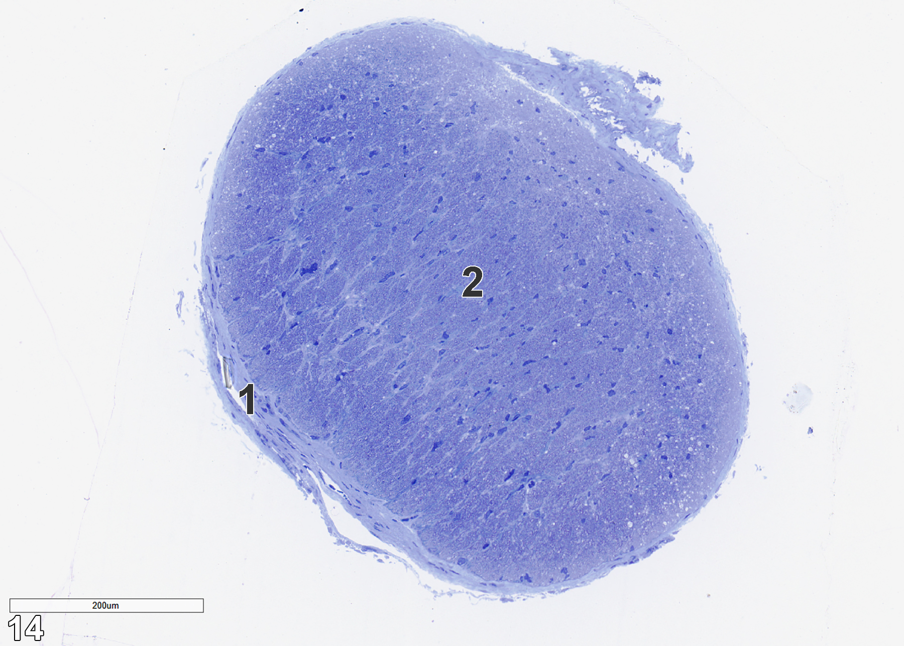 <strong>Figure 14.</strong> A toluidine blue O-stained semithin section of an optic nerve in transverse section. The outermost layer is a relatively thin epineurium (1) that consist of fibroblasts with flattened and elongated nuclei. The fibroblasts are surrounded by the collagenous matrix they produce. The epineurium encloses the neural tissue (2), which is composed of myelinated and unmyelinated axons and dendrites, oligodendrocytes that produce the myelin, and astrocytes that have long astrocytic processes containing microfilaments. 14x.