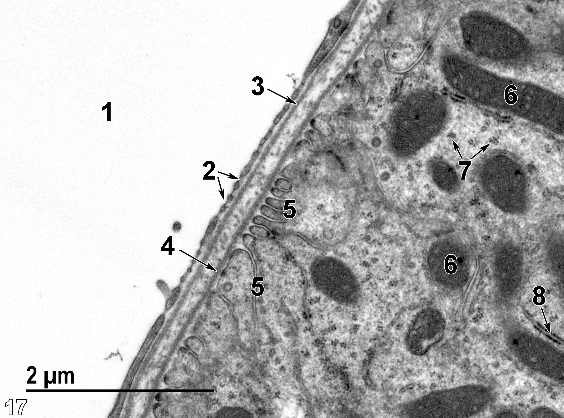 <strong>Figure 17.</strong> A high magnification image of the base of a thick limb epithelial cell showing mitochondria (6), rough endoplasmic reticulum (8, arrow), polyribosomes (7, arrows), and basal infoldings of the plasma membrane (5). The epithelial cell is underlaid with a basal lamina (4, arrow). The peritubular capillary lumen (1) is contained within the fenestrated endothelium (2, arrows) which is subtended by a basal lamina (3, arrow). In between the basal lamina of the capillary and the basal lamina of the epithelial cell is a layer containing collagen fibrils. 23000x.