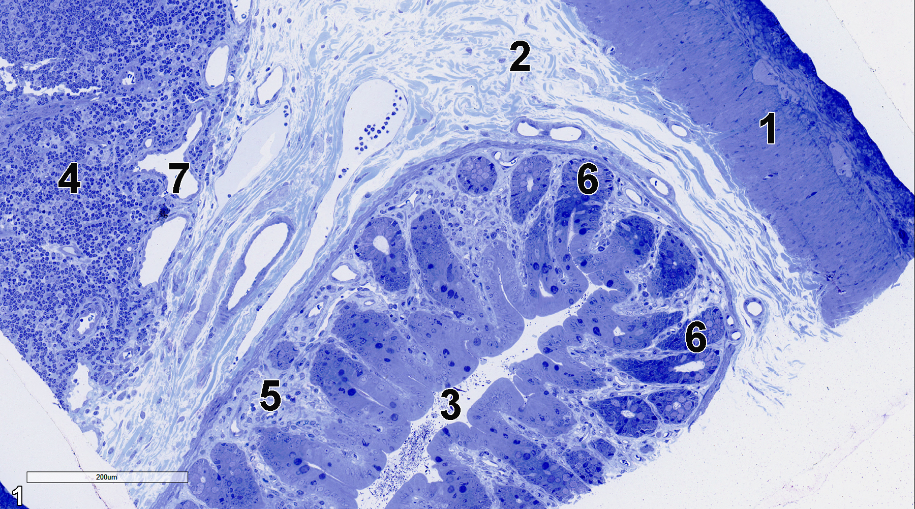 <strong>Figure 1.</strong> A semithin section (0.5 micrometer thick) of a toluidine blue O-stained portion of the cecum. The outermost layer of the cecum shown is the tunica muscularis (1). The submucosa (2) is composed primarily of connective tissue with vessels and fibroblasts. The lumen (3) of the cecum is shown, surrounded by the mucosa. A crypt of Lieberkühn is lined with absorptive epithelial cells (6) and goblet cells, with the latter in higher numbers near the base of the crypt. The lamina propria (5) consists of connective tissue and vessels. Lymphoid nodules (4) with lymphocytes and lymphatic vessels (7) are found in the submucosa. 15x.