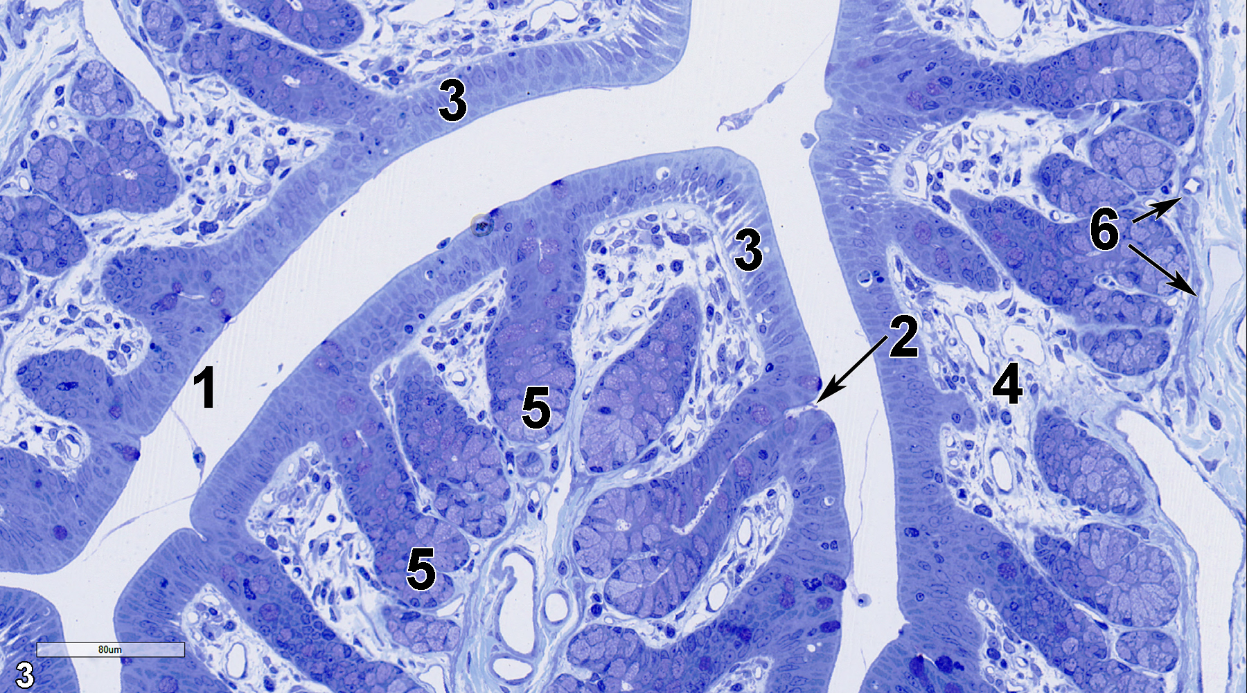<strong>Figure 3.</strong> A semithin section (0.5 micron thick) of a toluidine blue O-stained portion of the colon showing the lumen (1). Superficial absorptive epithelial cells line the mucosa and also extend down into the intestinal gland (crypt of Lieberkühn) from the entrance to the gland (2, arrow). The more basal aspects of the intestinal glands have higher numbers of mucous cells (5) that contain numerous mucous droplets. The lamina propria (4) contains fibroblasts, collagen fibrils, and vessels. A thin layer of smooth muscle cells makes up the muscularis mucosae (6, arrows). 25x.