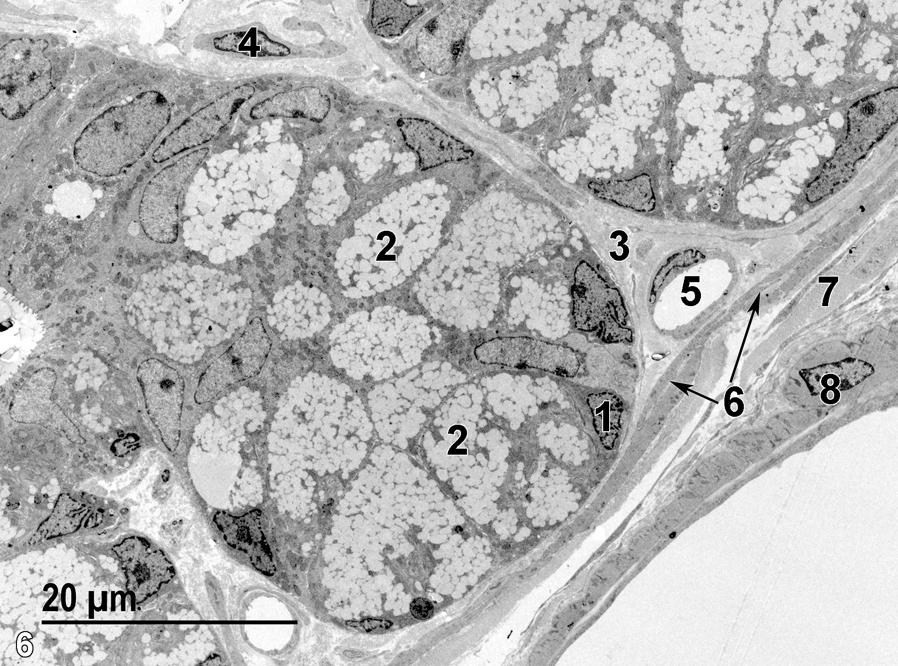 <strong>Figure 6.</strong> The basal nucleus (1) of a mucous cell. These cells are more numerous in the basal aspect of intestinal glands. Each cell contains large numbers of mucous droplets (2). The lamina propria (3) consists primarily of a collagenous matrix, shown with a fibroblast (4) and a capillary (5). A thin band of smooth muscle cells (6, arrows) form the muscularis mucosae that overlies the submucosa, which contains many bundles of collagen fibrils (7). The outermost muscular layer is the tunica muscularis (8). 1900x.