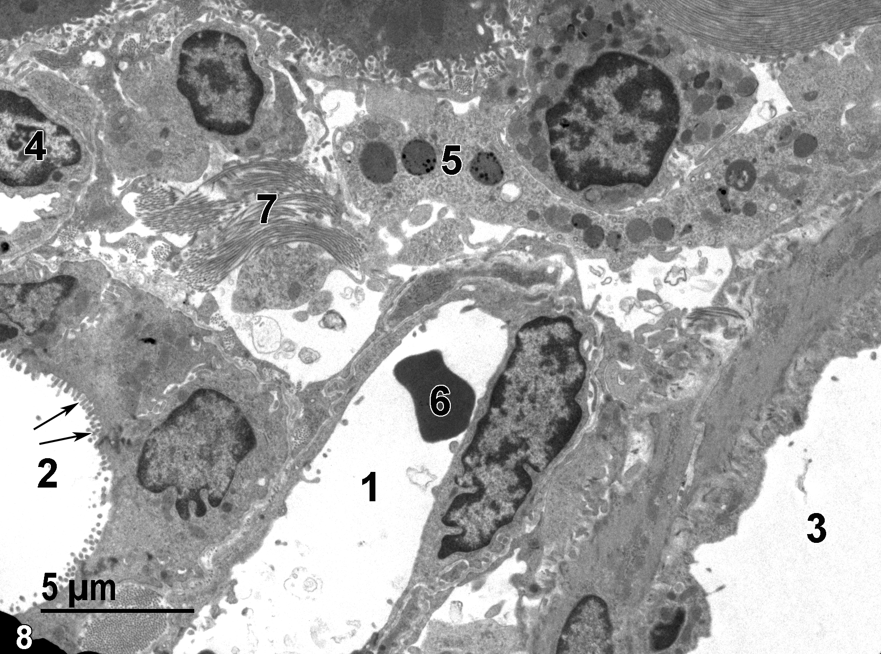 <strong>Figure 8.</strong> A low magnification image showing parts of the portal triad of a liver lobule. The portal vein (1) contains a single erythrocyte (6). The bile duct is lined with short microvilli (2, arrows). The portal artery (3) is lined with an endothelium underlain by smooth muscle cells. An endothelial cell (4) lines a capillary. A sinusoid is shown which contains a Kupffer cell (5) with lysosomes. A bundle of collagenous fibrils (7) found in the space of Disse is shown. 4800x.