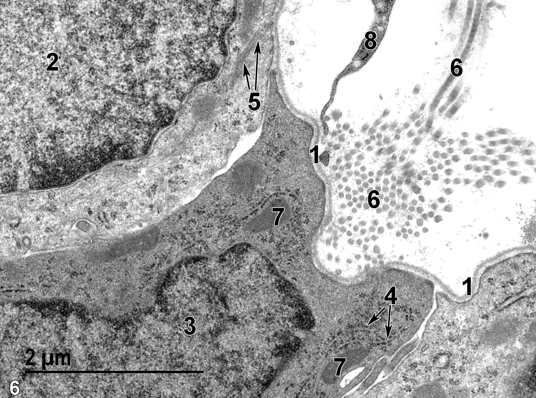 <strong>Figure 6.</strong> The base of the bronchiolar epithelium delimited by the basal lamina (1). Nuclei of a ciliated epithelial cell (2) and a club cell (3) are shown. The club cell contains rough endoplasmic reticulum cisternae (4, arrows) and mitochondria (7). The ciliated cell contains bundles of cytoplasmic filaments (5, arrows). Below the basal lamina, connective tissue composed of collagen fibrils (6) and a segment of a fibroblast cell (8) can be seen. 23000x.