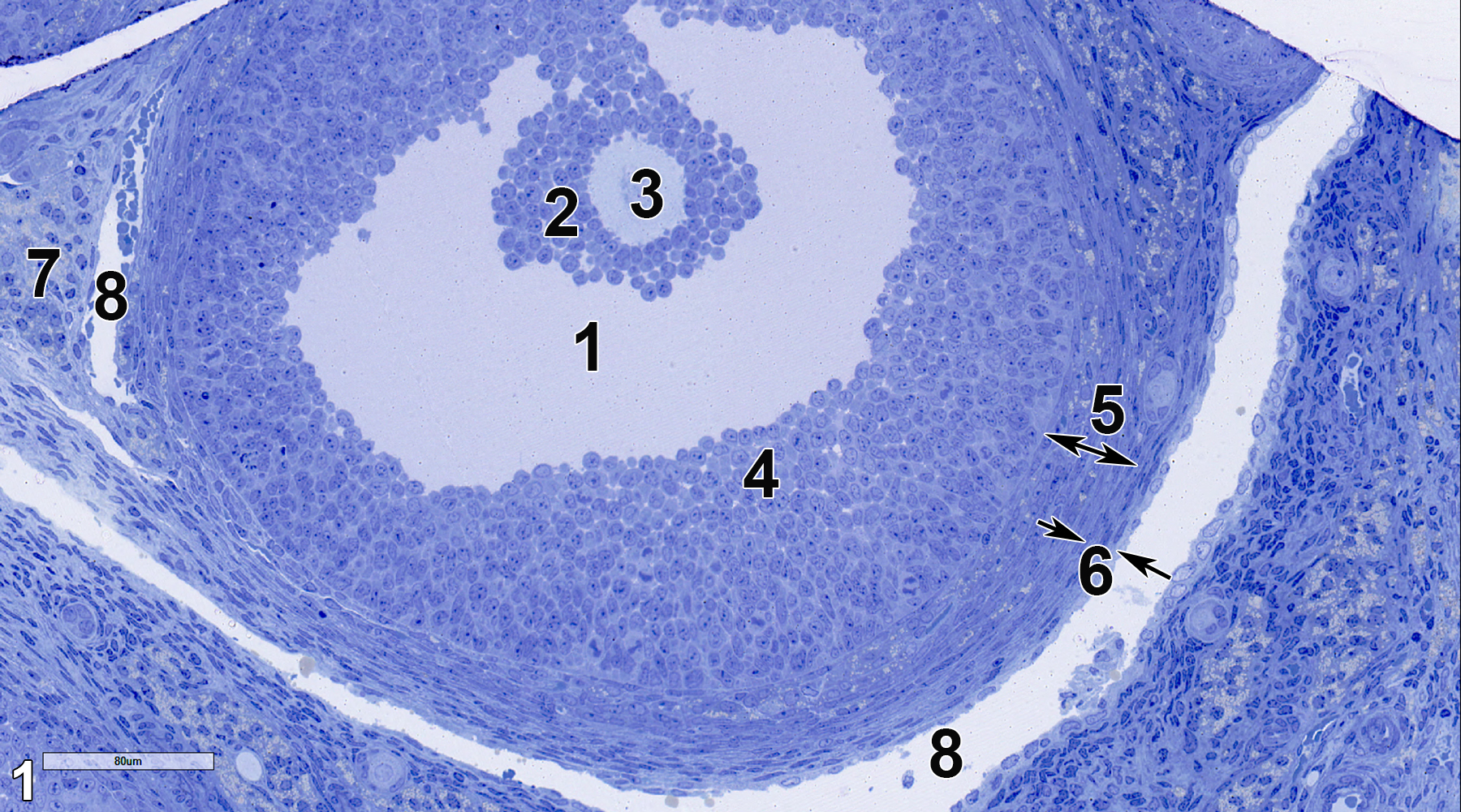 <strong>Figure 1.</strong> A semithin section (0.5 micrometer thick) of a toluidine blue O-stained section of a secondary follicle of an ovary. The antrum (1) is a space formed by follicular fluid that accumulates between follicular cells. The corona radiata (2) consists of follicular cells surrounding the secondary oocyte (3). The follicular cells at the periphery of the follicle are called the membrana granulosa (4), which is enclosed by the theca interna (5, double-headed arrow), which consists of squamous cells and collagen. Outside of this layer is the theca externa (6, arrows), which consists of squamous cells that are more flattened than those in the theca interna and includes collagen. The theca folliculi (7), which consists of stromal cells near the follicle, contains vascular elements (8). 25x.