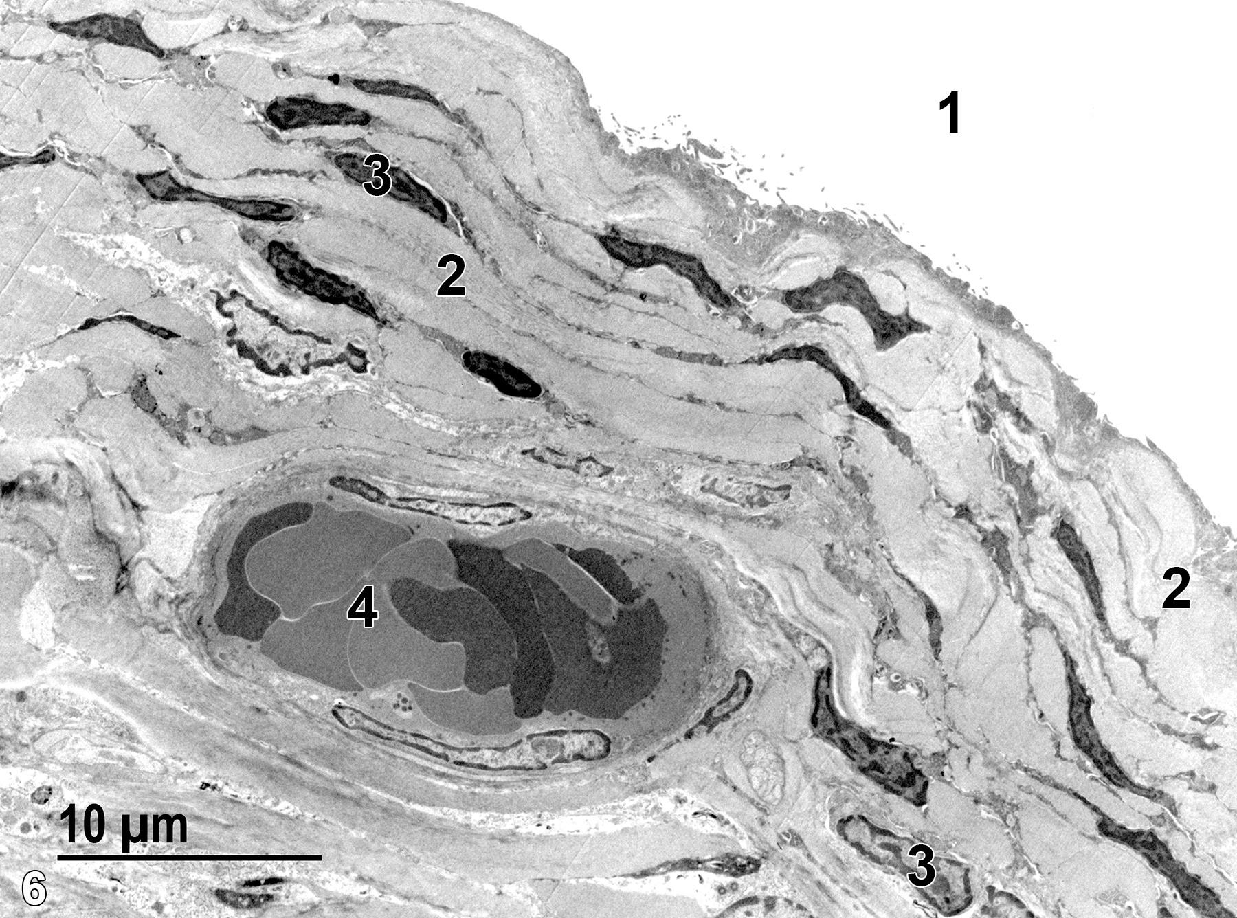 <strong>Figure 6.</strong> Another view of the serosal surface of the ampulla, showing the peritoneal cavity (1), the serosa, which consists of a thin squamous epithelium, and adjacent connective tissue. Fibroblast nuclei (3) are evident along with bundles of collagen (2). A small venule (4) that contains erythrocytes is present. 2900x.