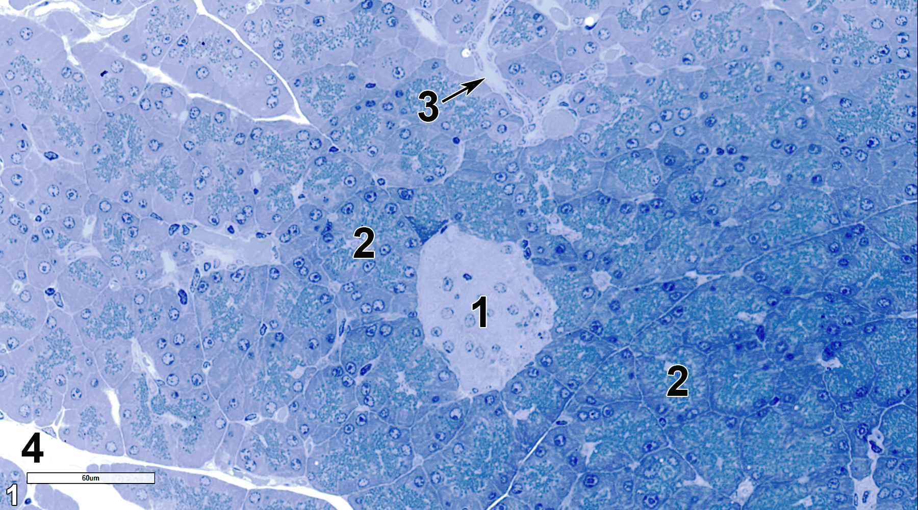 <strong>Figure 1.</strong> A semithin section (0.5 micrometer thick) of a toluidine blue O-stained section showing a single Islet of Langerhans (1), which is composed of endocrine cells, and a large number of acini (2), which consist of epithelial cells surrounding the acinar lumens. A septum (3), primarily composed of collagenous tissue, separates lobules of the acinar tissue. Part of an interlobular duct (4) is shown. 40x.