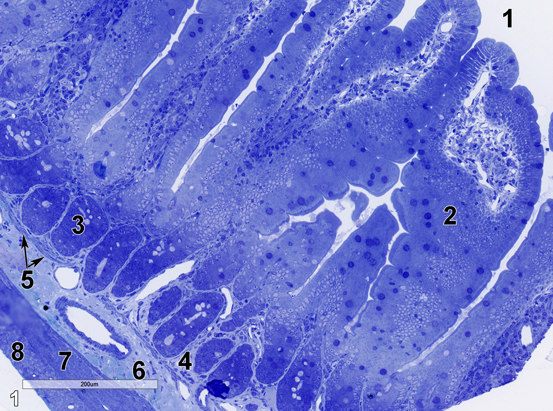 <strong>Figure 1.</strong> A semithin section (0.5 micrometer thick) of a toluidine blue O-stained portion of the duodenum, the first segment of the small intestine after the glandular stomach. The villi (2) extend into the intestinal lumen (1). The lamina propria (4) surrounds numerous Brunner’s glands (3). The lamina propria is subtended by a thin muscularis mucosae (5), below which is the submucosa (6) consisting of a collagenous matrix with vessels and fibroblasts as major components. An inner circular layer of smooth muscle tissue (7), along with an outer longitudinal layer of smooth muscle tissue (8) comprise the tunica muscularis. 15x.