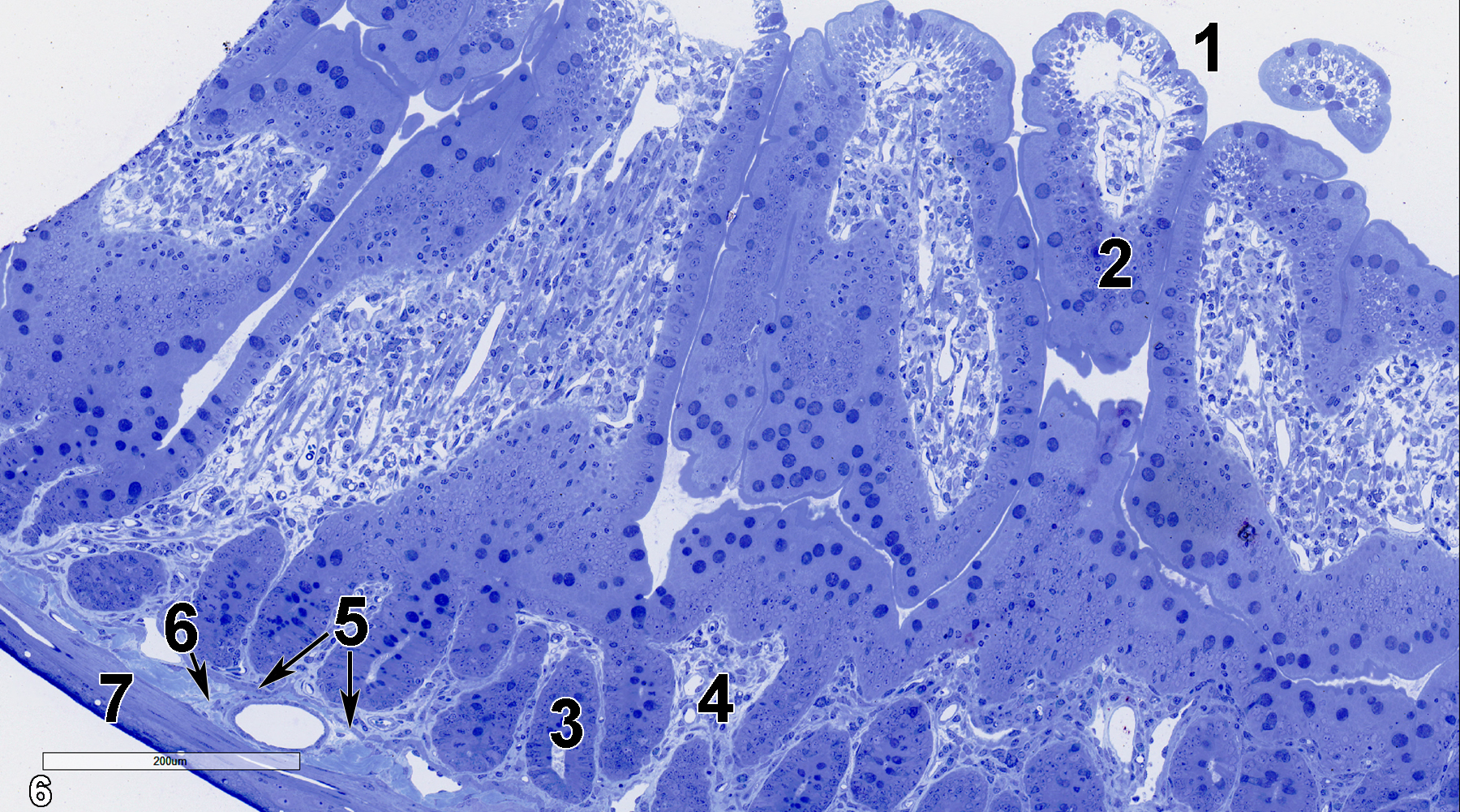 <strong>Figure 6.</strong> A semithin section (0.5 micrometer thick) of a toluidine blue O-stained portion of the jejunum. The intestinal lumen (1) is lined with villi with absorptive cells (2) covering their surfaces. At the basal portion of the villi is a lamina propria (4). Glands (3) are present within the lamina propria. A thin muscularis mucosae (5, double arrows) separates the lamina propria from the submucosal layer (6, arrow), which contains connective tissue and vessels. Directly below the submucosal layer is the tunica muscularis (7). 15x.