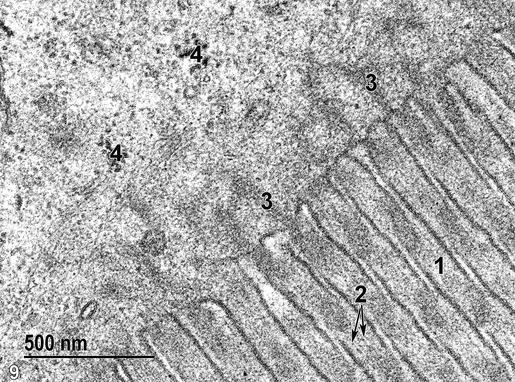 <strong>Figure 9.</strong> A high magnification view of the surface of an absorptive epithelial cell of a villus. The microvilli (1) contain a core of proteinaceous filaments (2, double arrows) that are connected with the rootlets of the terminal web (3) below the microvilli. Clusters of free ribosomes (4) are present in the cytoplasm. 68000x.