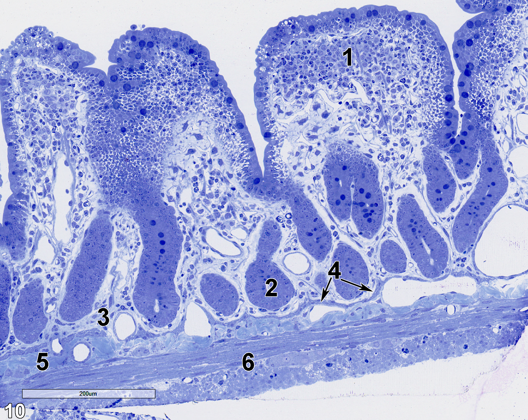 <strong>Figure 10.</strong> A semithin section (0.5 micrometer thick) of a toluidine blue O-stained portion of the ileum. It has relatively short villi (1) with basal glands (2) embedded in the lamina propria (3), subtended by a thin muscularis mucosae of smooth muscle cells (4, double arrows) that are overlaying the submucosa (5), which is composed of connective tissue, fibroblasts, and vessels. The muscle cells of the tunica muscularis (6) are shown. 15x.