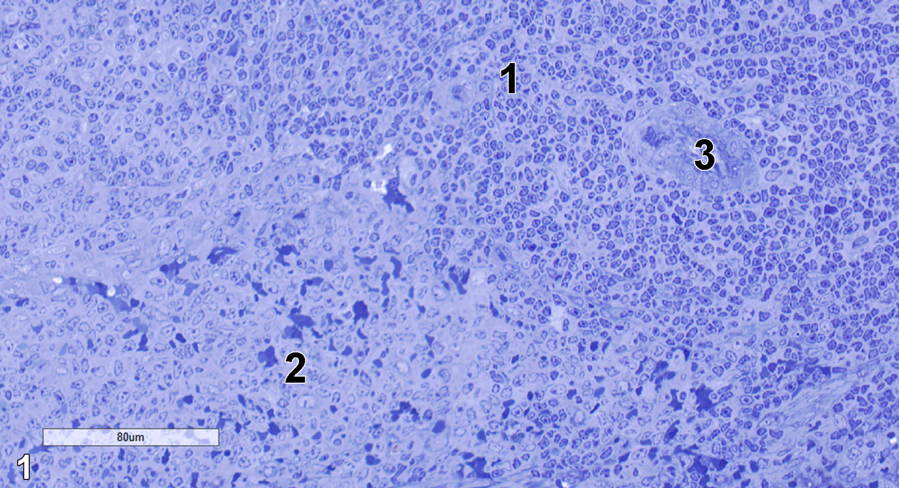 <strong>Figure 1.</strong> A semithin section (0.5 micron thick) of a toluidine blue O-stained portion of the spleen showing white pulp (1) that consists of a dense lymphocyte population and red pulp (2) with a more diffuse lymphocytic population and numerous erythrocytes. A central arteriole (3) of the white pulp is present. 25x.
