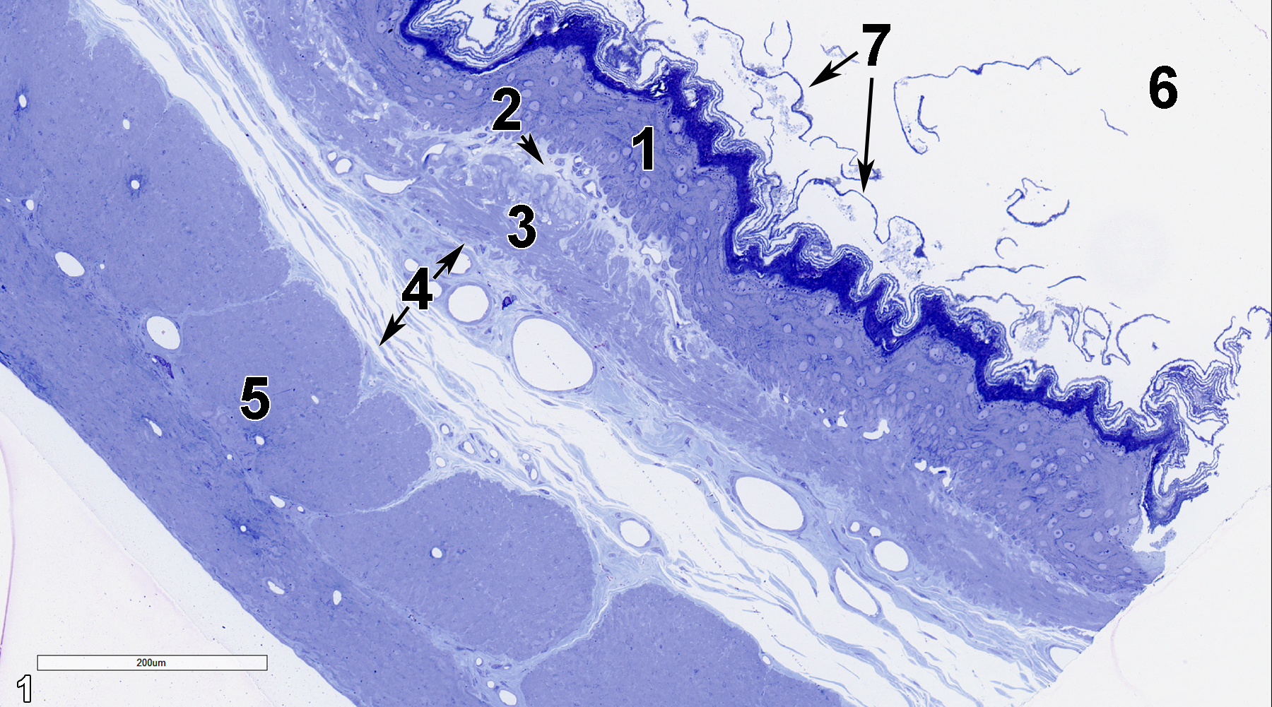 <strong>Figure 1.</strong> A semithin section (0.5 micrometer thick) of a toluidine blue O-stained portion of the nonglandular forestomach. The epithelial layer (1) is composed of stratified squamous cells. Directly beneath it is the lamina propria (2, arrow), which is mostly composed of a collagenous matrix with fibroblasts and vessels. Below that layer is the muscularis mucosae (3), which is primarily composed of smooth muscle cells and collagen fibrils. The submucosa (4, arrows) contains fibroblasts, collagen fibrils, and prominent vessels as major components. The tunica muscularis (5) consists of smooth muscle cells, with one layer oriented transversely (circular) and the other longitudinally. The lumen of the forestomach (6) shows keratinized epithelial cells sloughing into it (7, arrows). 15x.