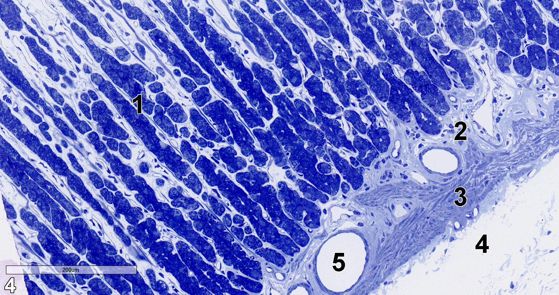 <strong>Figure 4.</strong> A semithin section (0.5 micrometer thick) of a toluidine blue O-stained portion of the glandular stomach showing the gastric pits (1) lined with columnar epithelial cells. Beneath them is the lamina propria (2), which overlies the muscularis mucosae (3) that, in turn, overlies the submucosa (4). A lymphatic vessel (5) is located within the lamina propria. 15x.