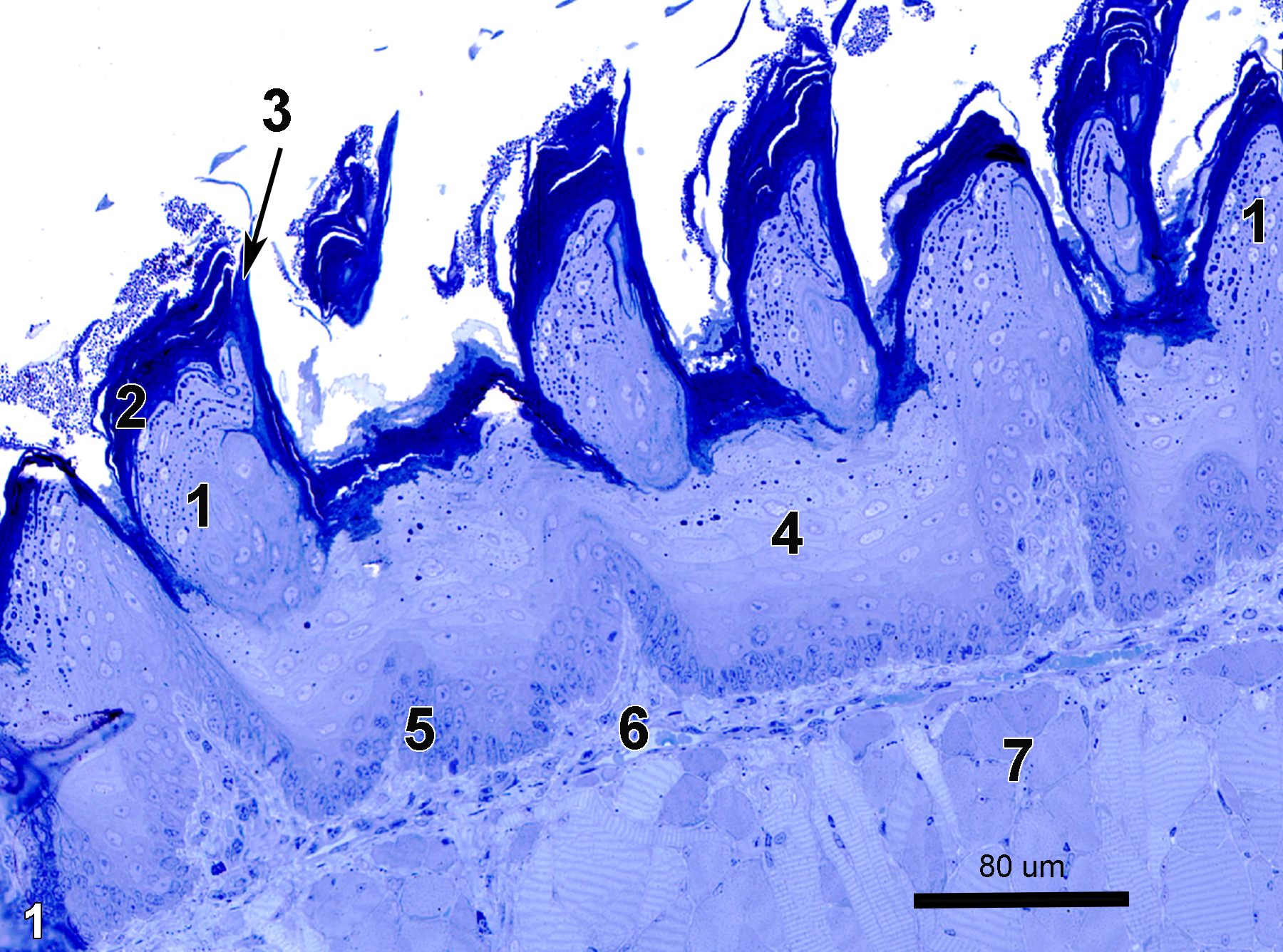 <strong>Figure 1.</strong> A semithin section (0.5 micrometer thick) of a toluidine blue O-stained section of the dorsal surface of the anterior portion of the tongue showing filiform papillae (1). The filiform papillae have a keratinized layer on the surface on both the convex side facing in the anterior direction (2) and also over the posterior portion, which is concave (3, arrow). The posterior side is composed of hard keratin extending into a spine. Below the keratinized surface are the stratified squamous epithelial cell layers (4), with a layer of basal cells (5). The lamina propria (6), which is composed of connective tissue, is located between the basal lamina of the epithelium and the striated muscle cell layer (7). 25x.