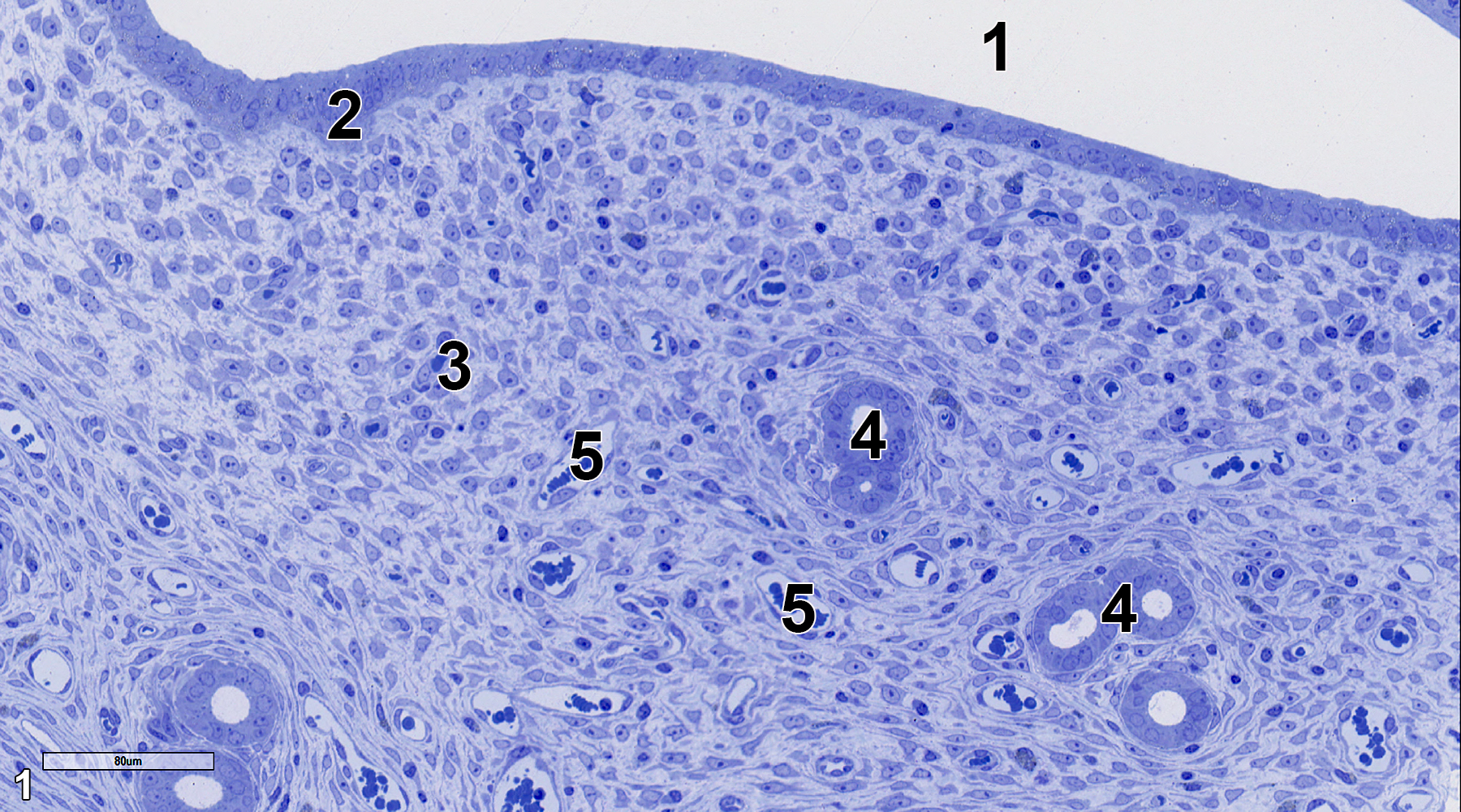 <strong>Figure 1.</strong> A toluidine blue O-stained semithin section (0.5 micrometer thick) of the uterus' epithelial and stromal (subepithelial) layers. The uterine lumen (1) is lined with an epithelium of cuboidal cells (2) subtended by a sub-epithelium or a stromal layer (3) with uterine glands (4) and many vascular elements (5). 25x.