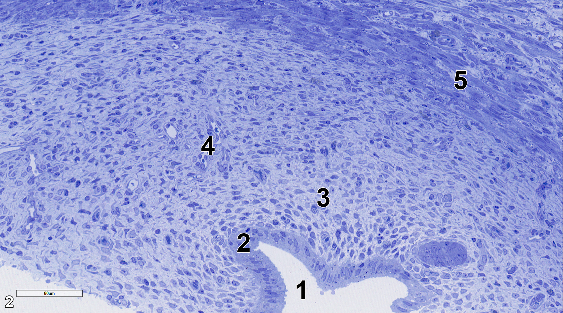 <strong>Figure 2.</strong> Another semithin section of uterine tissue. Lining the uterine lumen (1) is an epithelial layer (2), then the stromal subepithelial layer (3), which contains fibrous tissue and blood vessels (4), and then the muscularis (5), which consists of smooth muscle cells and connective tissue. 25x.